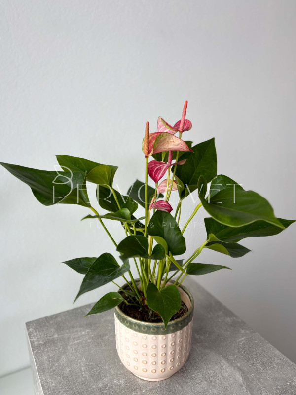 Антуриум Ливиум Руби 30 см