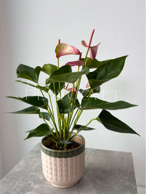 Антуриум Ливиум Руби 30 см