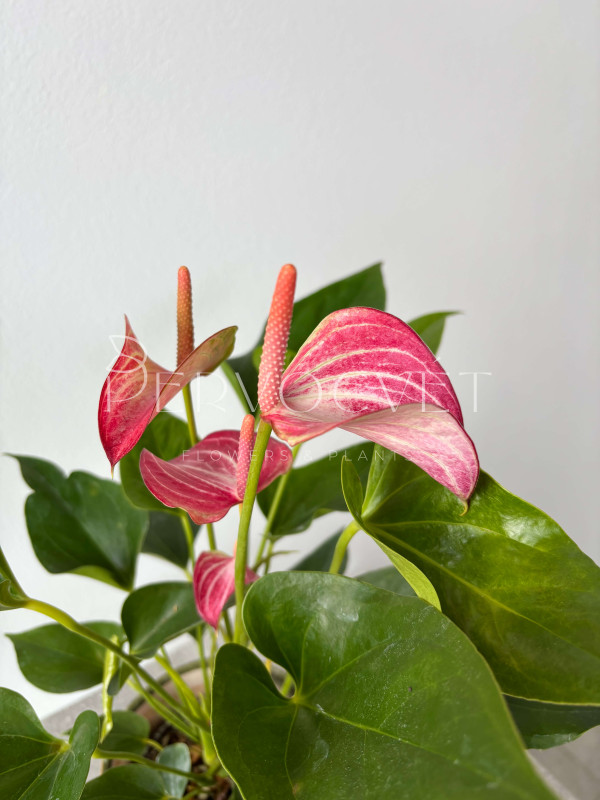 Антуриум Ливиум Руби 30 см