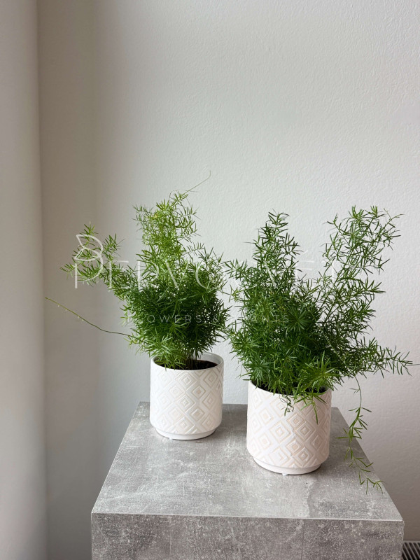 Аспарагус Шпренгера 40 см