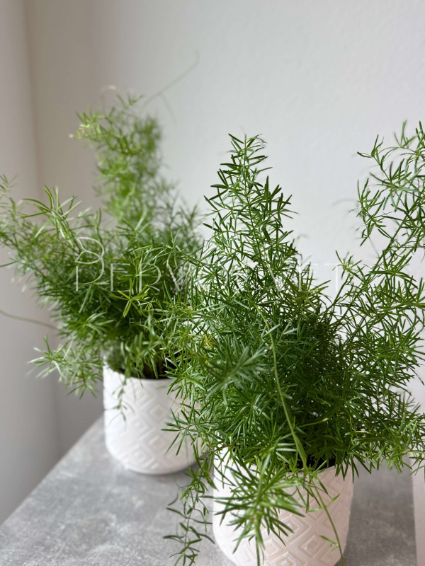 Аспарагус Шпренгера 40 см