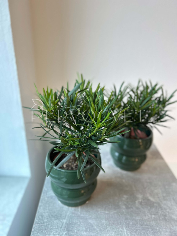 Подокарпус 30 см