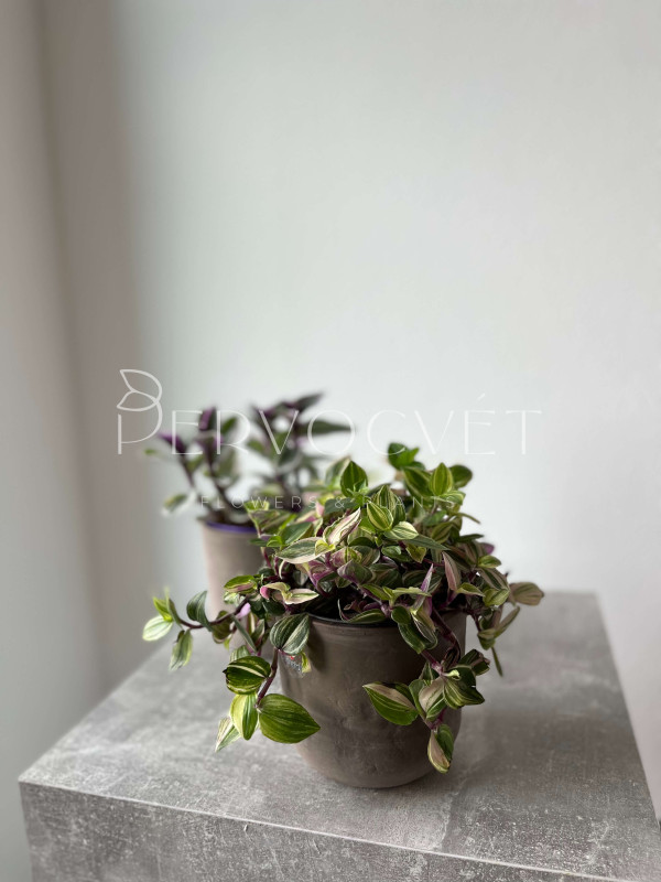 Традесканция Квадриколор 30 см