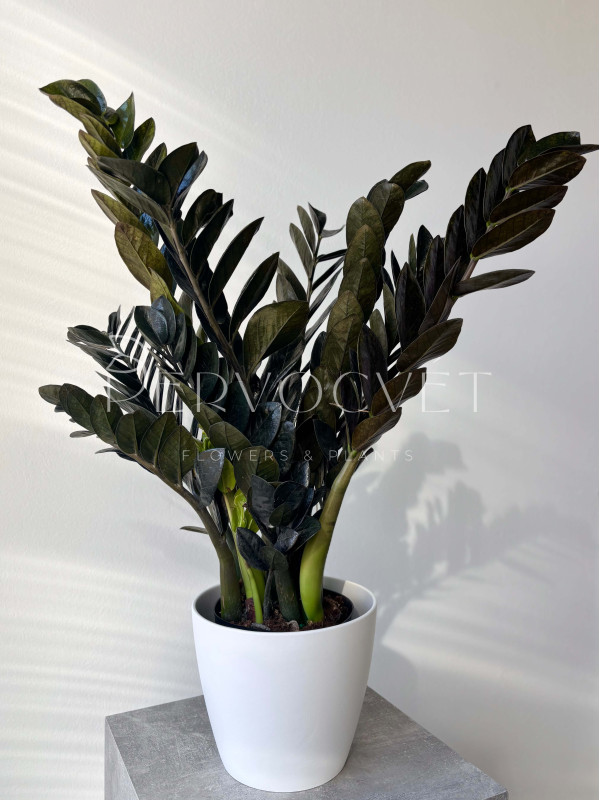 Замиокулькас Черный Принц Равен 70 см