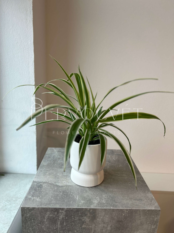 Хлорофитум Комосум 40 см