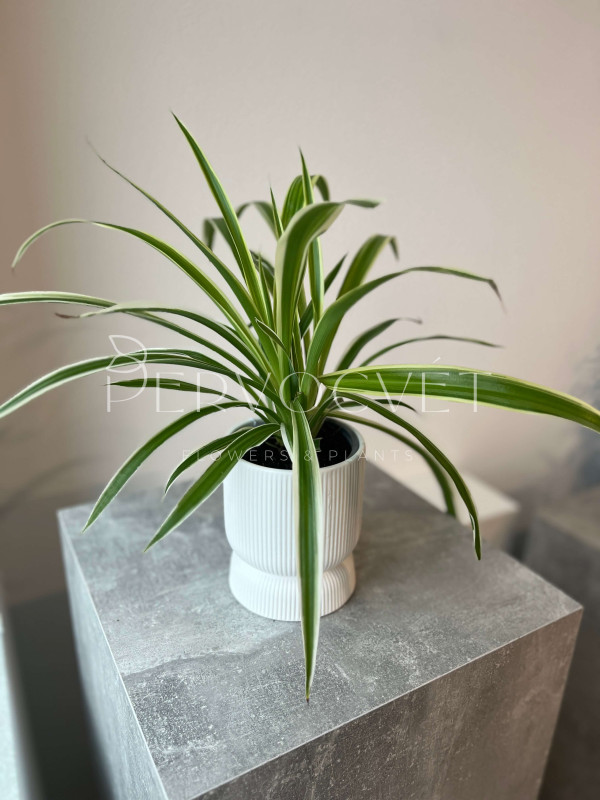 Хлорофитум Комосум 40 см