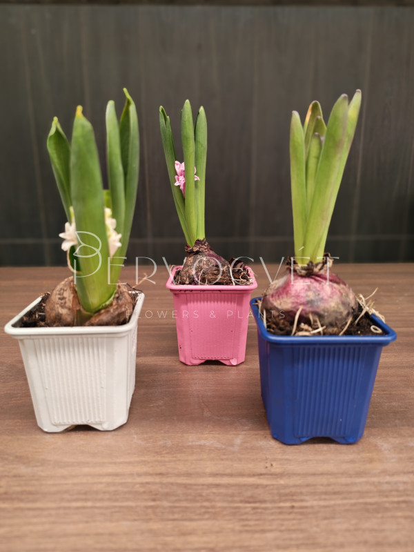 Гиацинт в горшочке