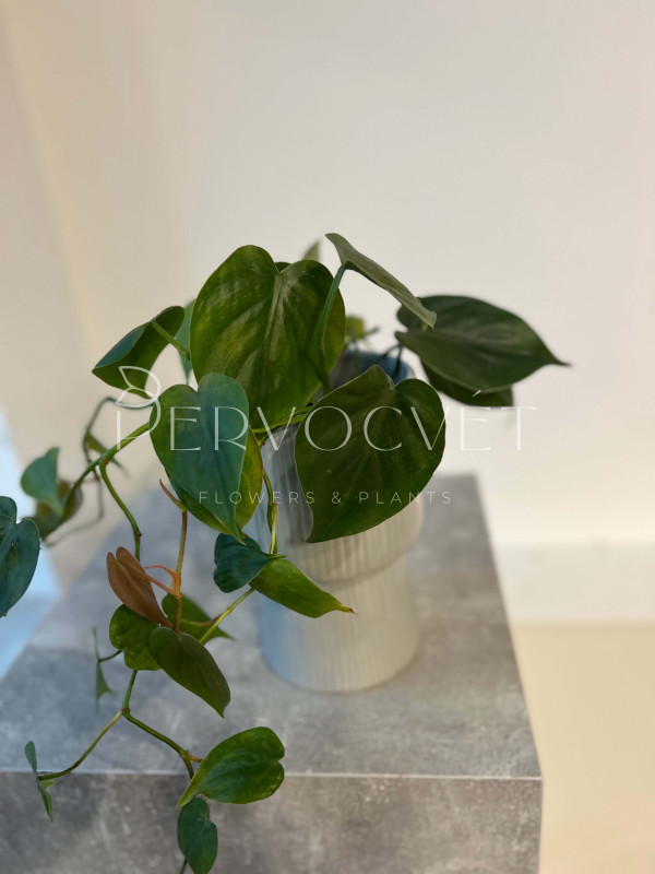 Филодендрон Сканденс 20 см