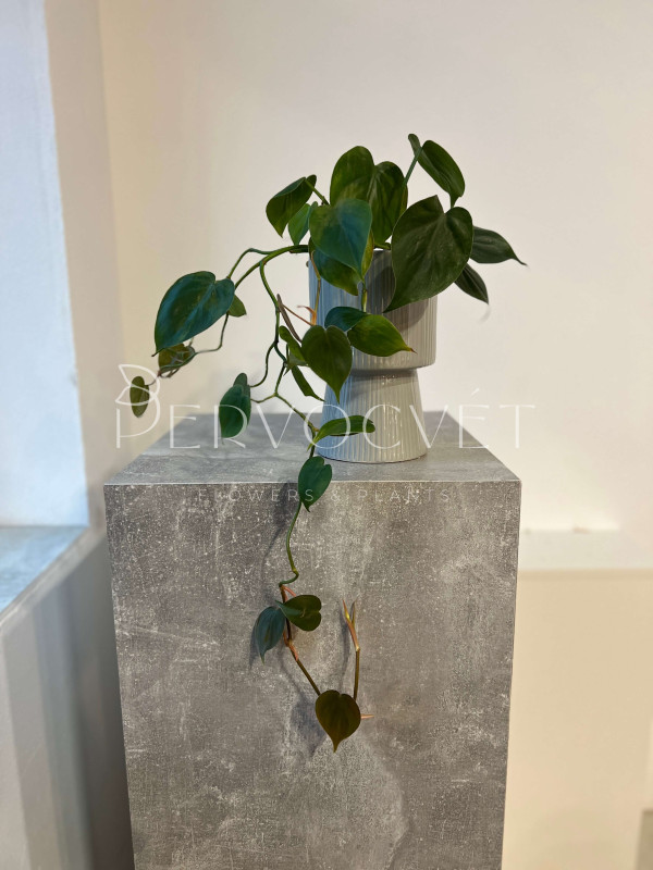 Филодендрон Сканденс 20 см