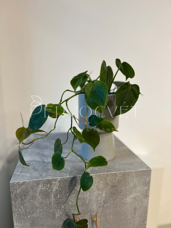 Филодендрон Сканденс 20 см