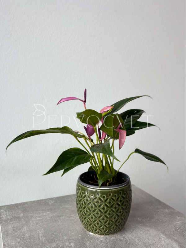 Антуриум Зизу 30 см