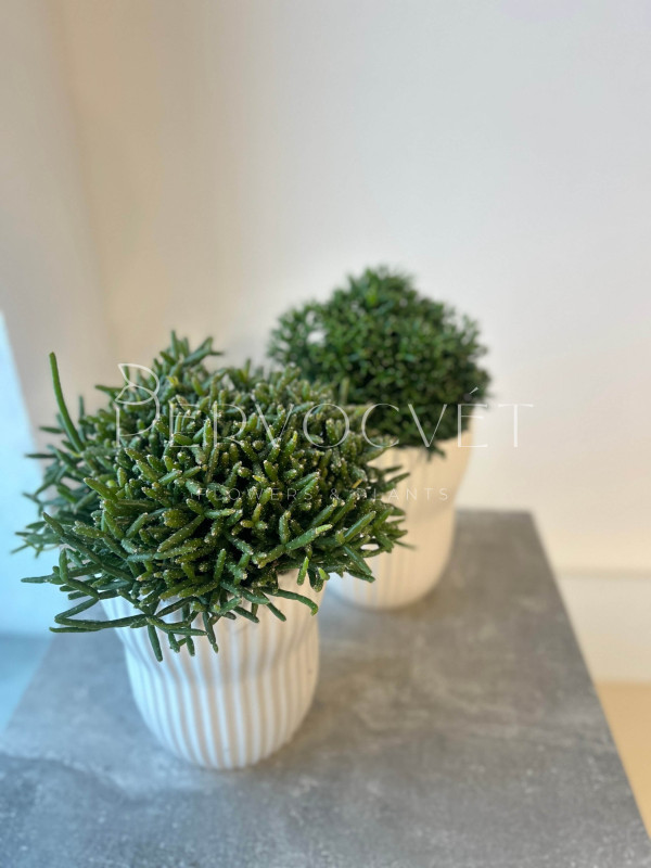 Рипсалис Бурчели 20 см