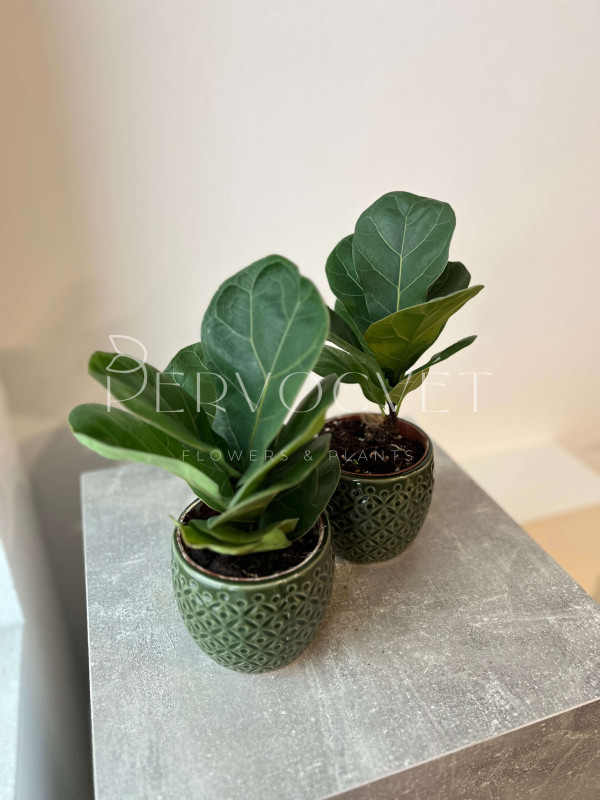 Фикус Лирата Бамбино 30 см