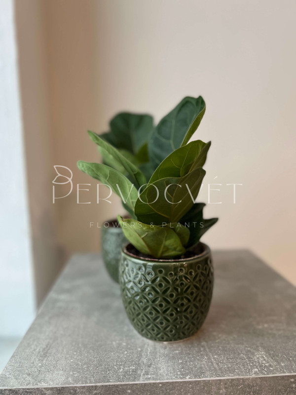 Фикус Лирата Бамбино 30 см