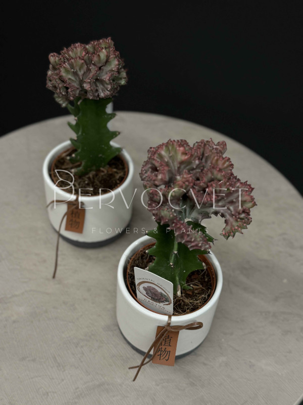 Эуфорбия Лактея Кристата 30 см в кашпо