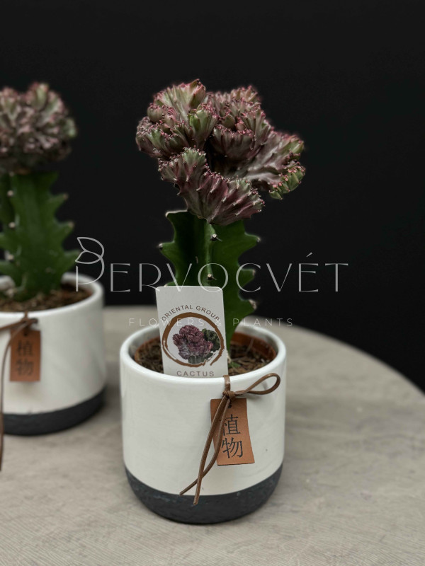 Эуфорбия Лактея Кристата 30 см в кашпо