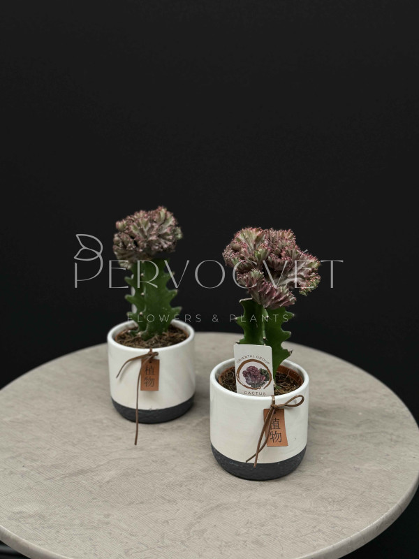 Эуфорбия Лактея Кристата 30 см в кашпо