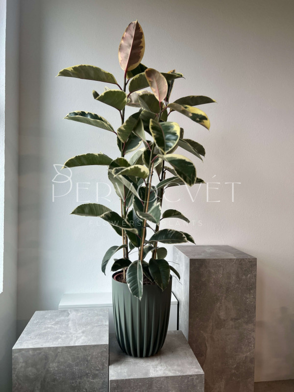 Фикус Эластика Тинеке 3 ствола 130 см