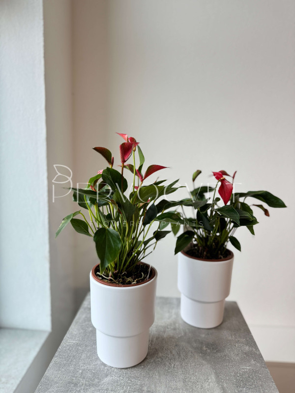 Антуриум Триллионс Красный 40 см