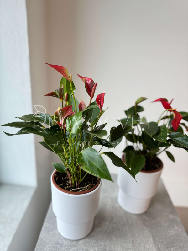 Антуриум Триллионс Красный 40 см