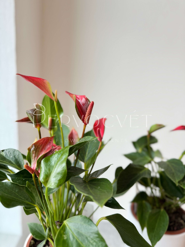 Антуриум Триллионс Красный 40 см