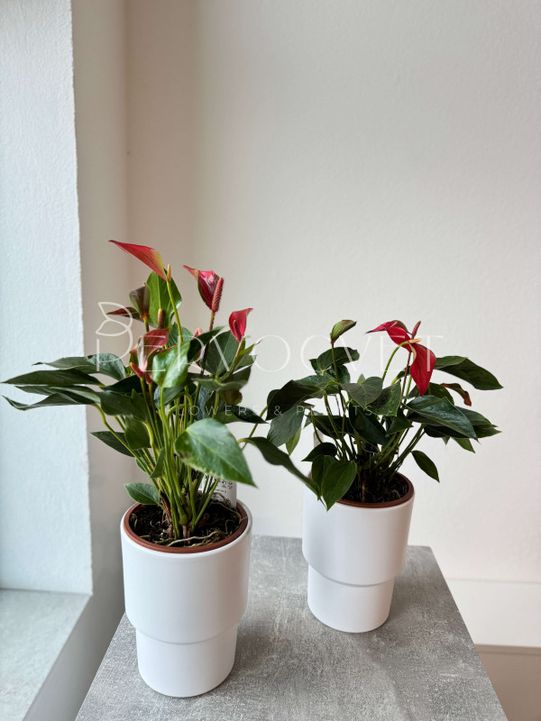 Антуриум Триллионс Красный 40 см