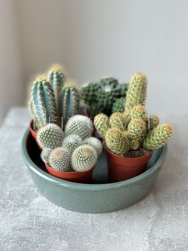 Кактус Микс 15 см