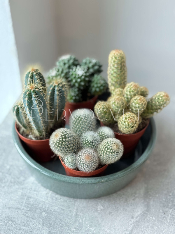 Кактус Микс 15 см