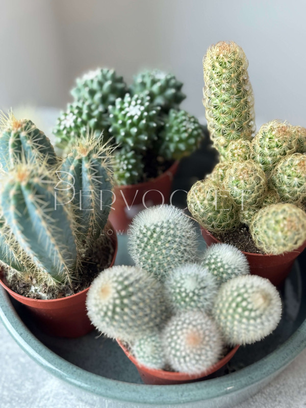 Кактус Микс 15 см