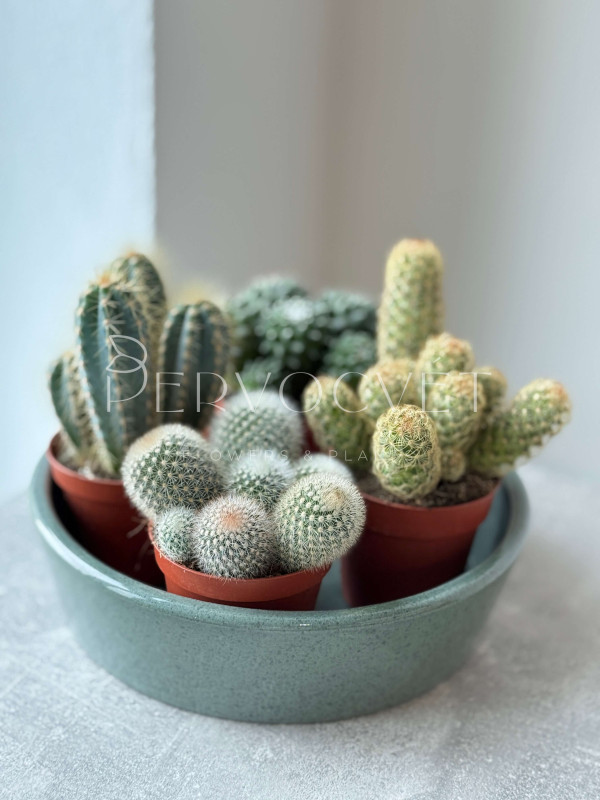 Кактус Микс 15 см