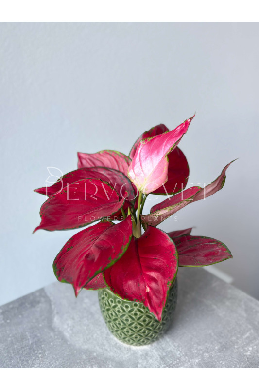 Аглаонема Ред Энджел 25 см