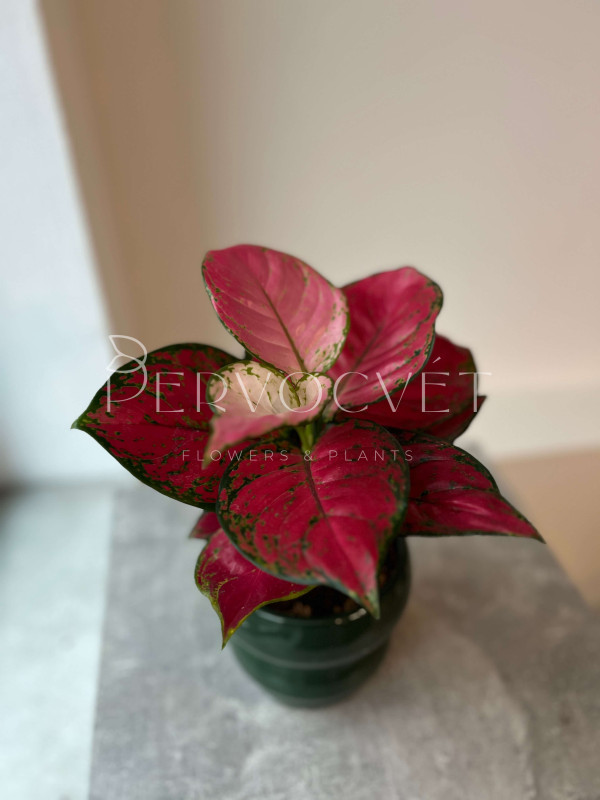 Аглаонема Ред Энджел 25 см