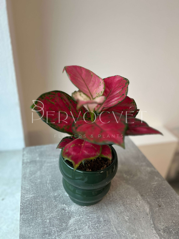 Аглаонема Ред Энджел 25 см