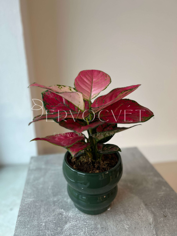 Аглаонема Ред Энджел 25 см