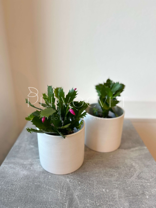 Декабрист (Шлюмбергера) Микс 20 см