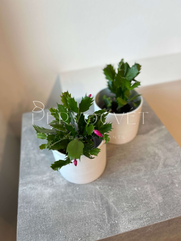 Декабрист (Шлюмбергера) Микс 20 см