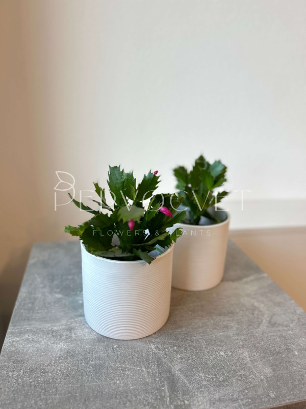 Декабрист (Шлюмбергера) Микс 20 см