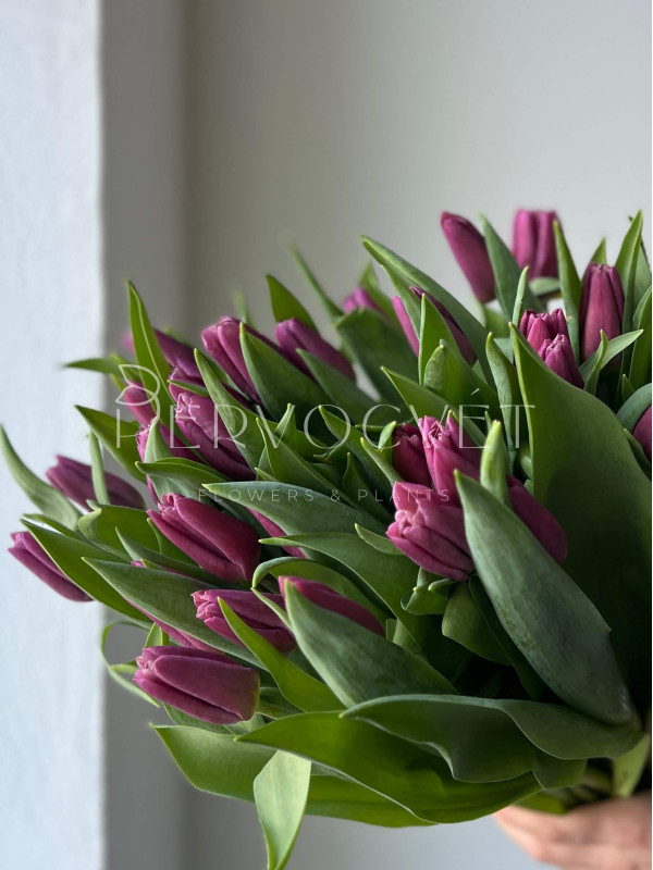 Тюльпан Фиолетовый