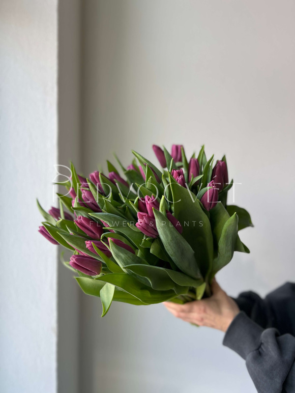 Тюльпан Фиолетовый