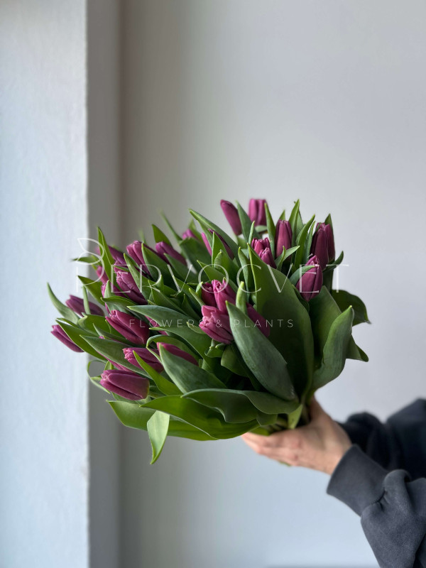 Тюльпан Фиолетовый