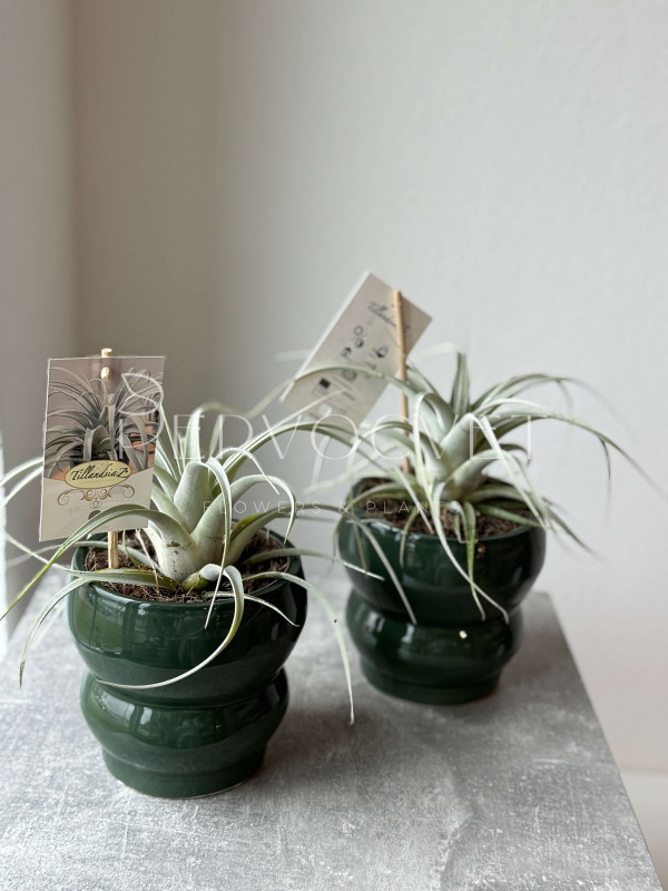 Тилландсия Ксерографика 20 см