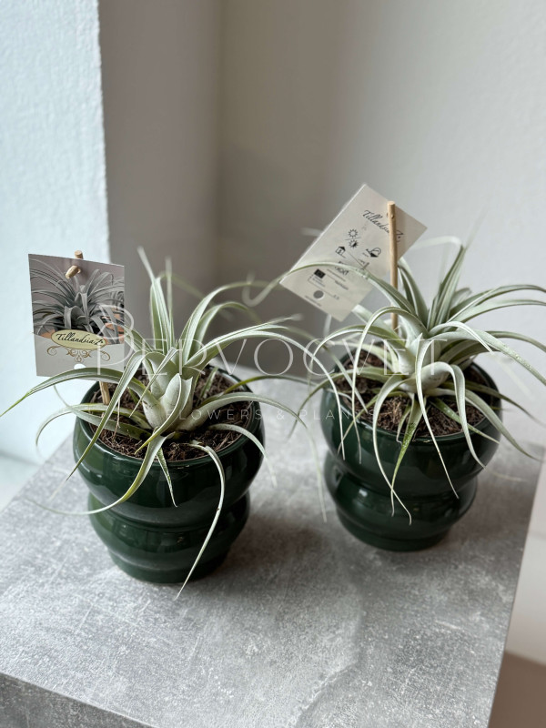 Тилландсия Ксерографика 20 см