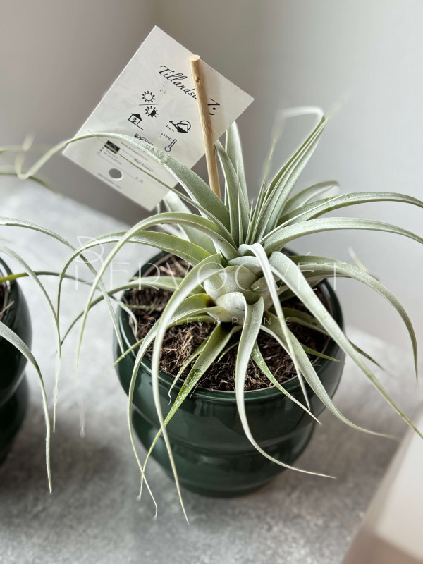 Тилландсия Ксерографика 20 см