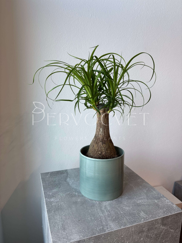 Нолина (Бокарнея) 40 см