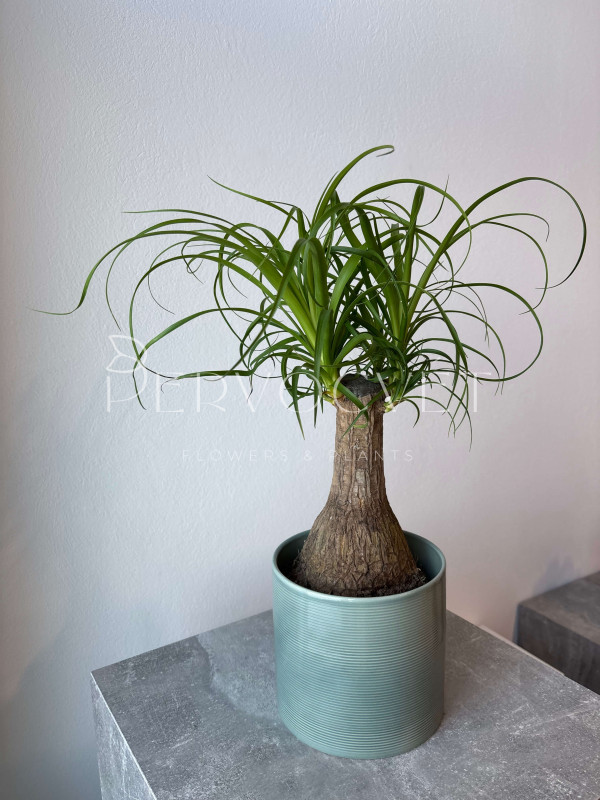 Нолина (Бокарнея) 40 см