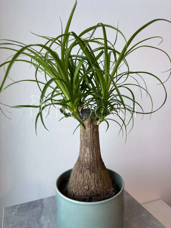 Нолина (Бокарнея) 40 см