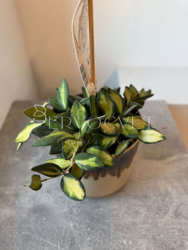 Хойя Буртони Вариегата 10 см