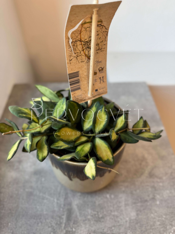 Хойя Буртони Вариегата 10 см