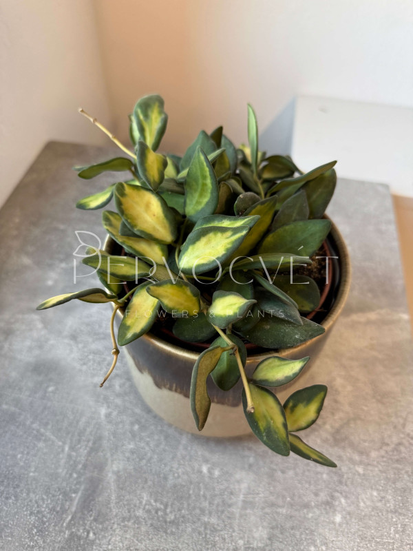 Хойя Буртони Вариегата 10 см