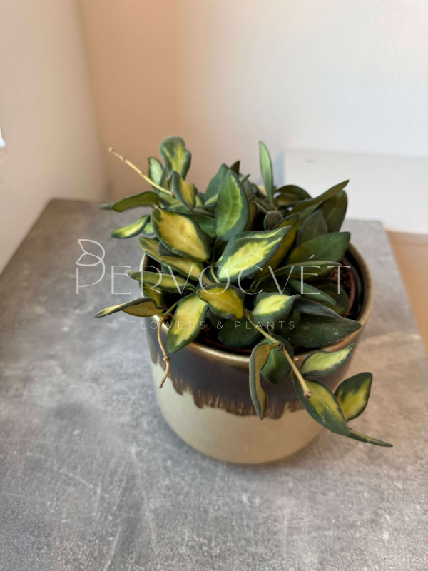 Хойя Буртони Вариегата 10 см